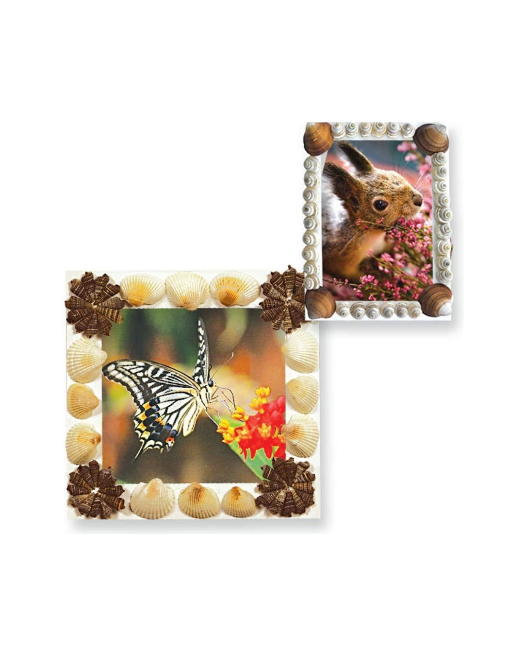Shells Photo Frames