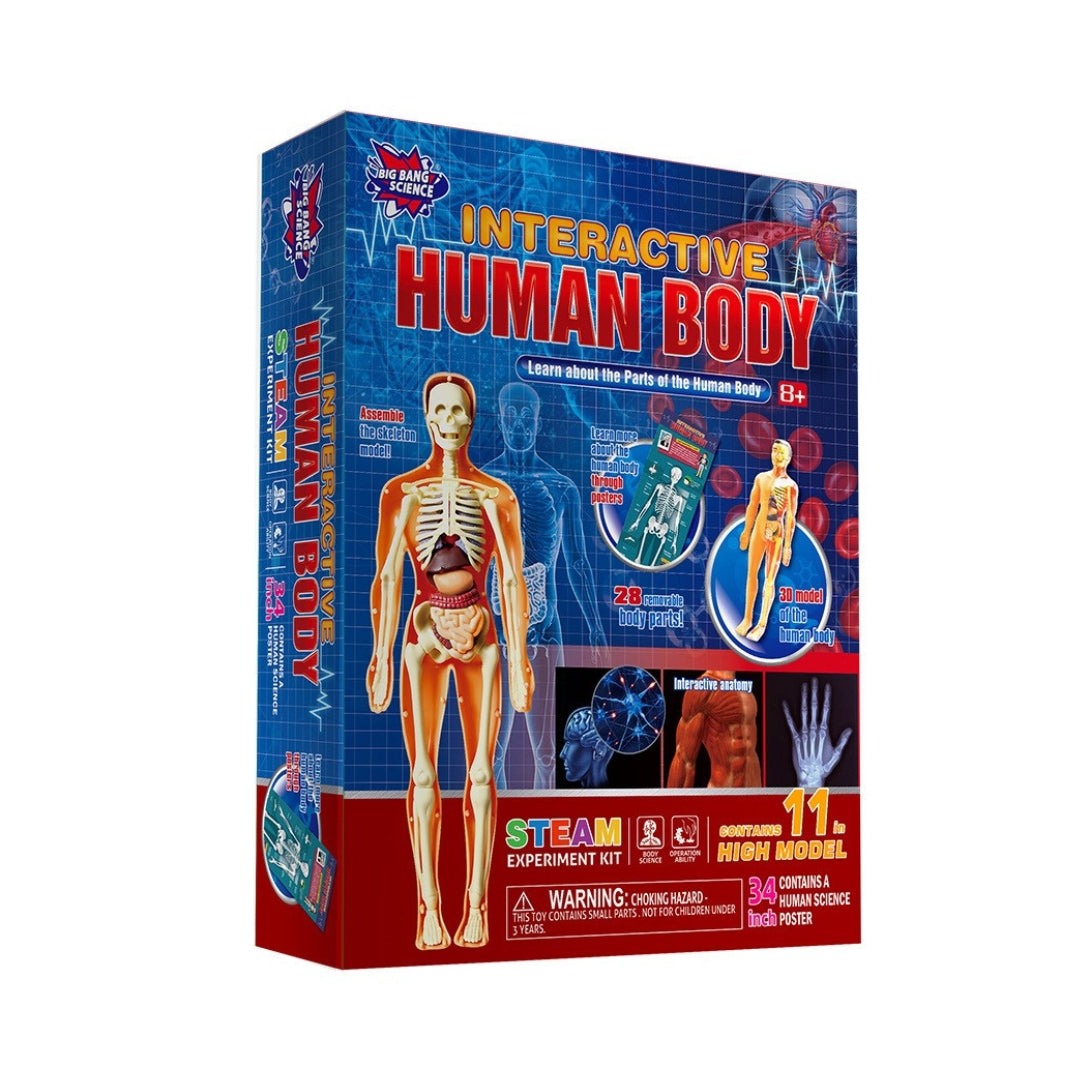 Interactive Human Body