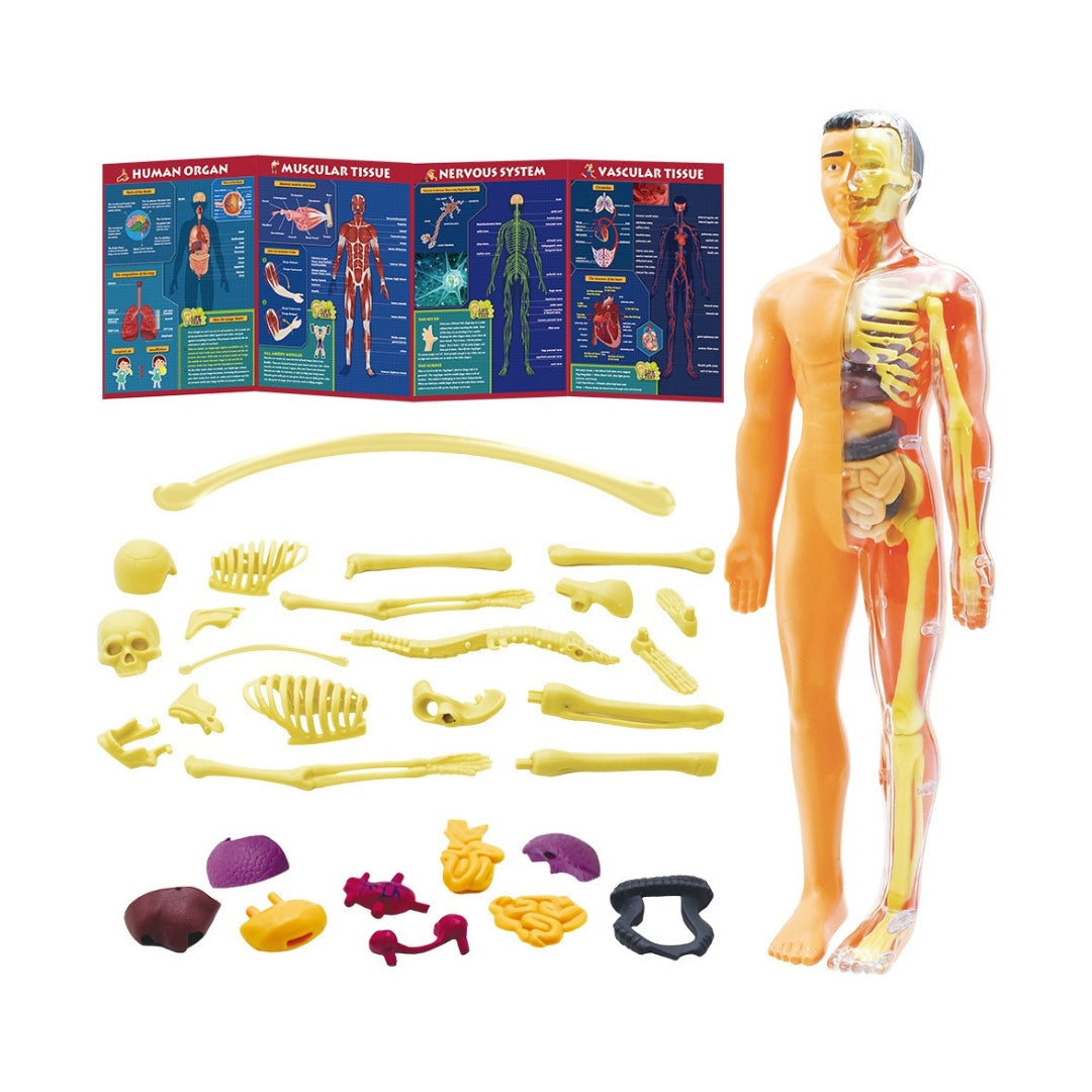 Interactive Human Body