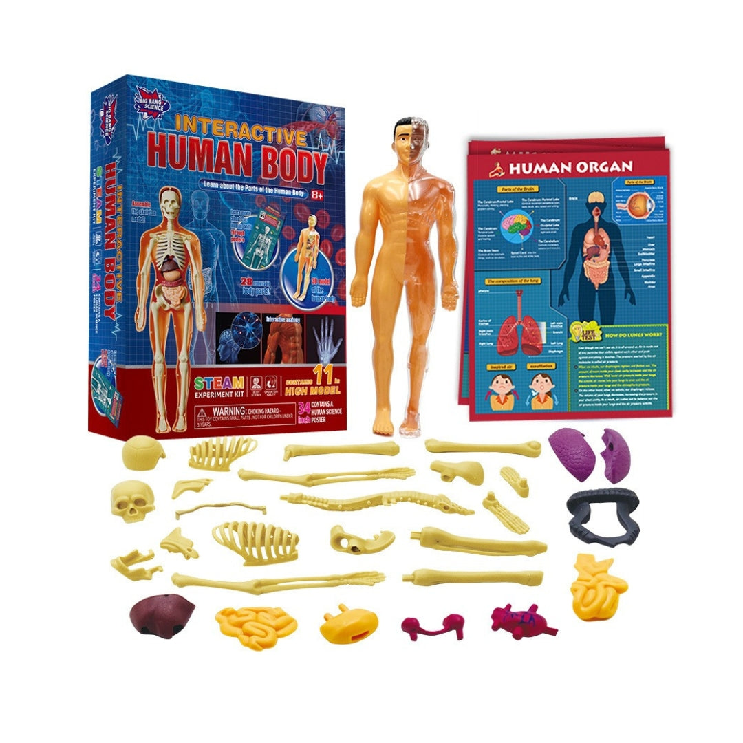 Interactive Human Body