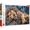 Picture of Sleeping Lion Puzzle (1000 Pieces)