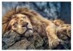 Picture of Sleeping Lion Puzzle (1000 Pieces)